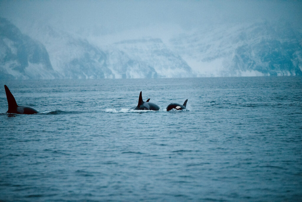 Orcas Norwegen Eisberge
